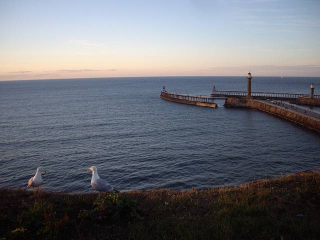 Seagulls at Sunset, Whitby UK photograph