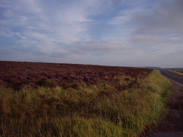 North Yorkshire Moors photograph