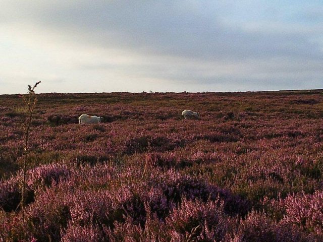 North Yorkshire Moors photograph