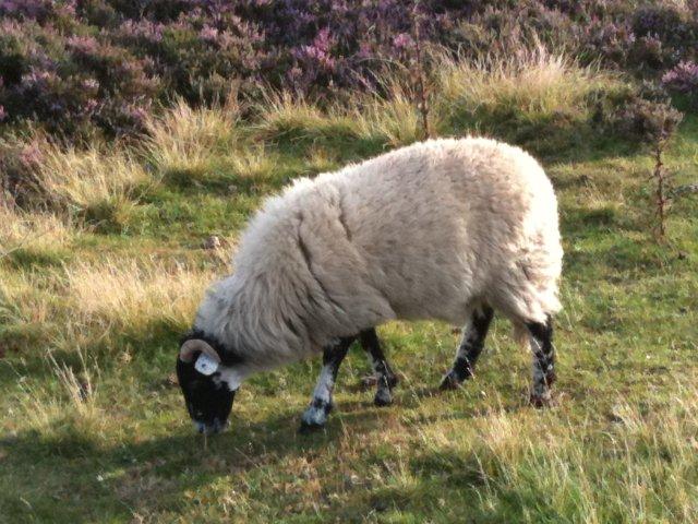 North Yorkshire Moors photograph