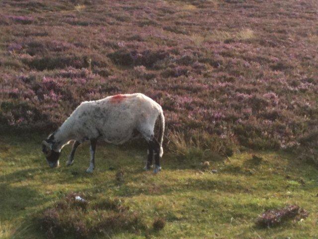 North Yorkshire Moors photograph