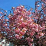 Photo of flowering cherry tree in Robin Hood's Bay