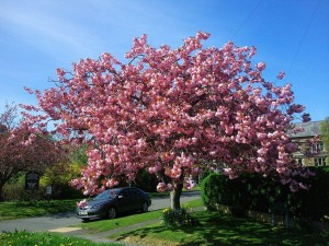 Spring Blossoms, Whitby Yorkshire