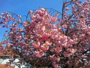 Spring Blossoms, Whitby Yorkshire