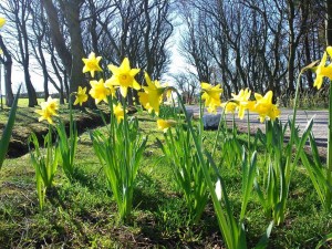 Daffodils, Ravenscar