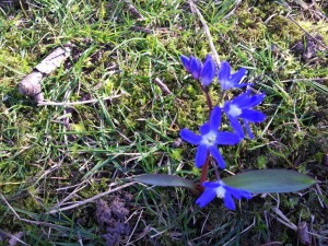 Spring Flowers Ravenscar